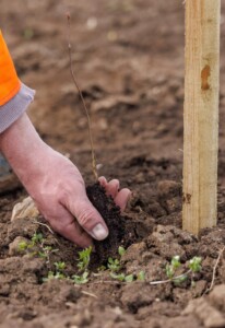 eco conscious timber
