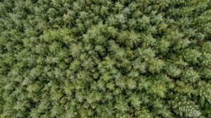 scandinavian timber