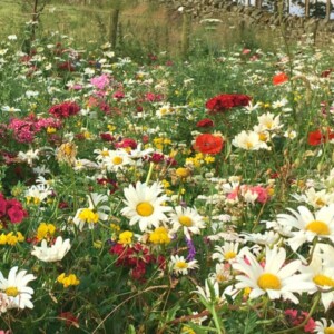 wildflower turf native enriched 0.64m² roll 1000 x 640mm