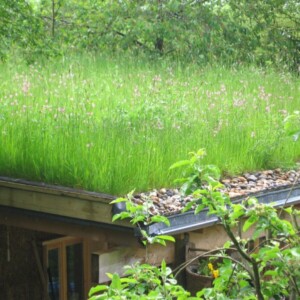 wildflower turf roof 0.64m² roll 1000 x 640mm